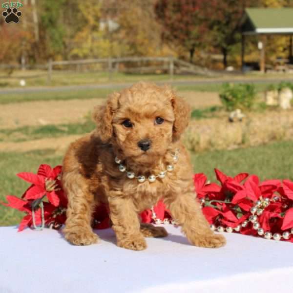 Akeelah, Miniature Poodle Puppy